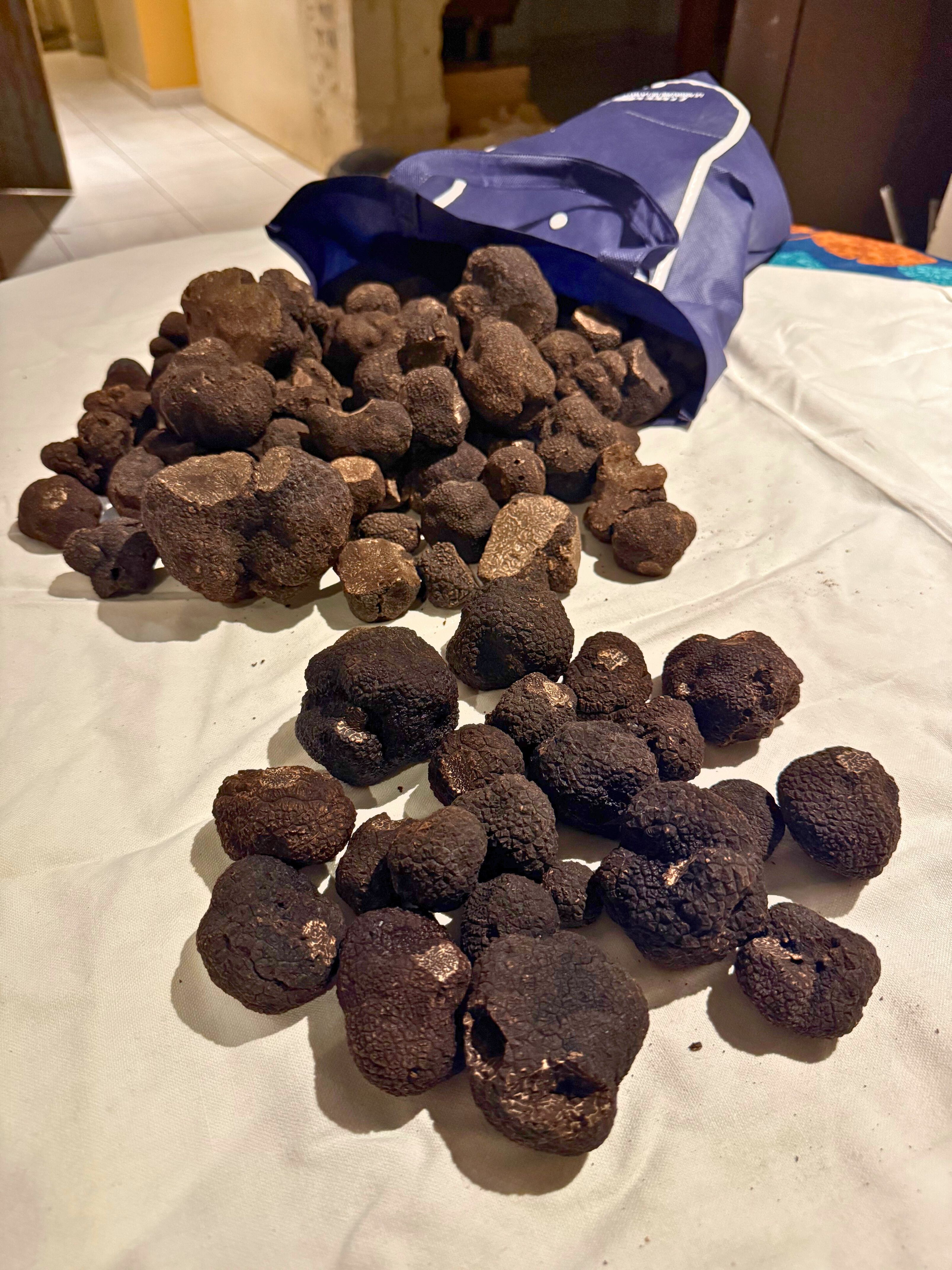 Un sac rempli de truffes noires après la récolte